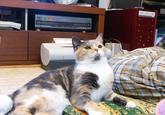 Lenin Cat