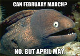 Bad Joke Eel