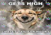 Stoner Dog