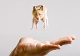 Cute Animals