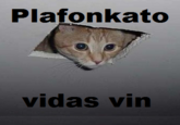 LOLcats