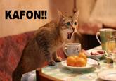 LOLcats
