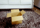 Maru the Cat