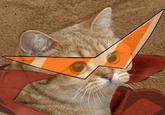 Starecat / Grafics Cat