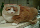 Cat Breading
