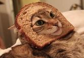Cat Breading