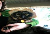 Cat Breading