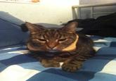 Cat Breading