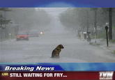 Fry's Dog