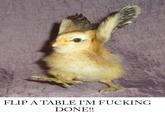 Flipping Tables / (╯°□°）╯︵ ┻━┻