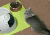 Cuteness Overload
