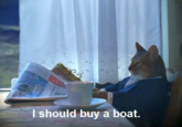 Cats