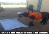 I Have No Idea What I'm Doing