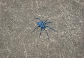 Paying Bills with Spider Drawings (Seven-Legged Spider)