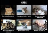 Cats