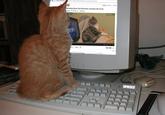 Catception