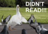 Didn't Read LOL