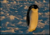 Socially Awkward Penguin