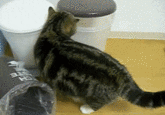Maru the Cat