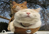 Shironeko / Basket Cat