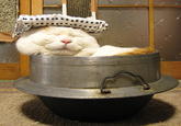 Shironeko / Basket Cat