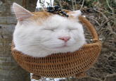 Shironeko / Basket Cat