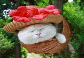 Shironeko / Basket Cat