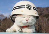 Shironeko / Basket Cat
