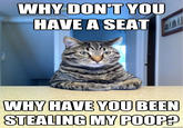 Chris Hansen Cat