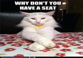 Chris Hansen Cat