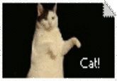 Kitty Cat Dance