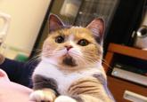 Peter the Cat (The King of /b/)