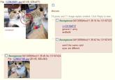 Peter the Cat (The King of /b/)