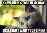 First World Problems Cat
