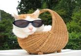 Shironeko / Basket Cat