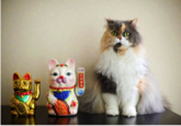 Cats