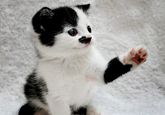 Kitler