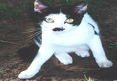 Kitler
