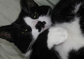 Kitler
