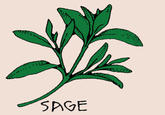 Sage