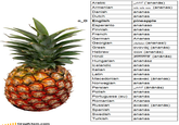 Differenze Linguistiche