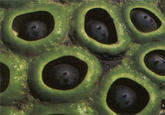 Lotus Pod Holes