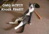 OMG Cat