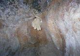 Ted the Caver
