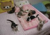 Cats