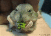 Cute Animals