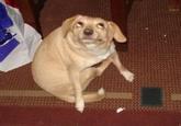 6O163's DOG