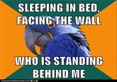 Paranoid Parrot