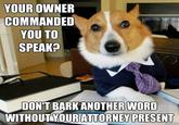 Lawyer Dog