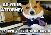 Lawyer Dog